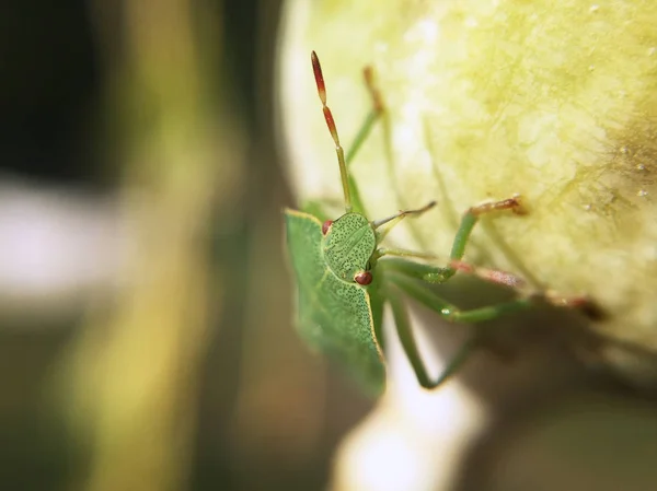 Closeup View Green Bedbug Blurred Background — Stock Photo, Image