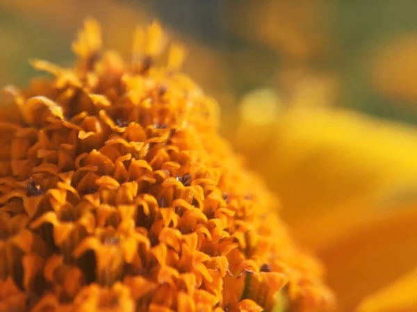 Gelbe Blütenknospe Makro Nahaufnahme — Stockfoto