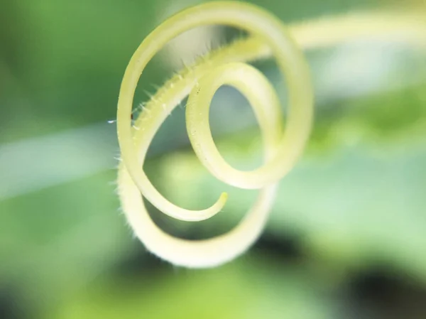 Nahaufnahme Von Grünem Gras Verschwommener Hintergrund — Stockfoto