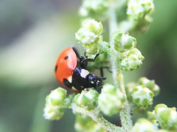 Vista Vicino Della Coccinella Sulla Pianta Verde — Foto Stock