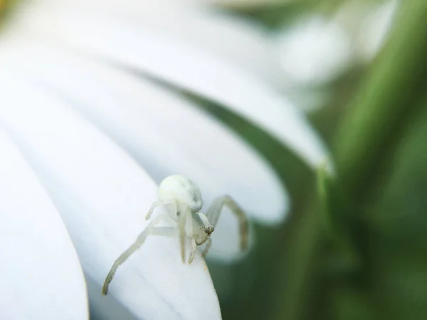 Vue Rapprochée Belles Fleurs Sauvages Insectes — Photo