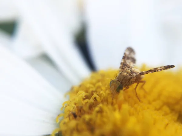 美丽的野花和昆虫的特写视图 — 图库照片