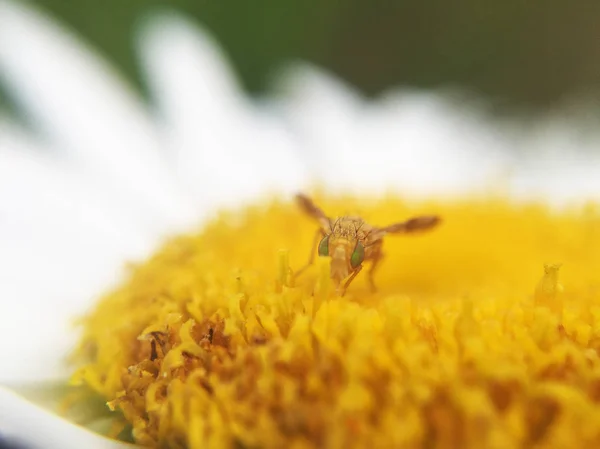Nahaufnahme Von Schönen Wildblumen Und Insekten — Stockfoto