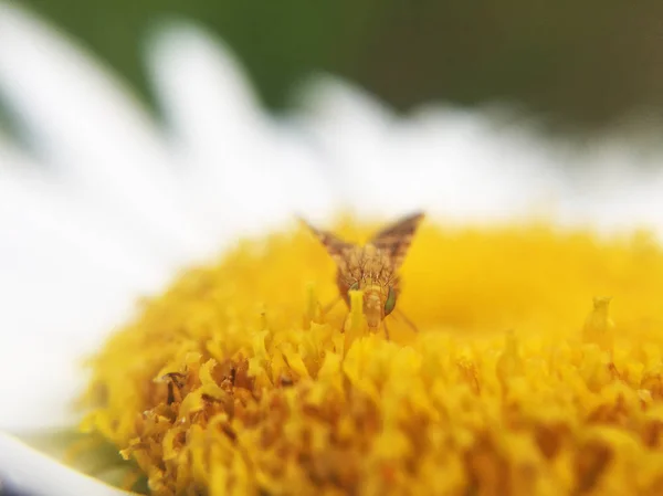 Nahaufnahme Von Schönen Wildblumen Und Insekten — Stockfoto