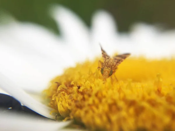 Nahaufnahme Von Schönen Wildblumen Und Insekten — Stockfoto