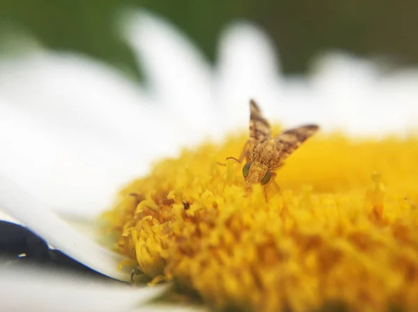 Nahaufnahme Von Schönen Wildblumen Und Insekten — Stockfoto