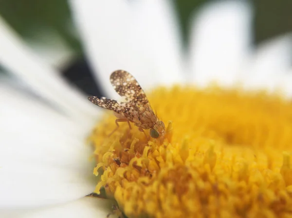 美しい野生の花と昆虫のクローズアップビュー — ストック写真