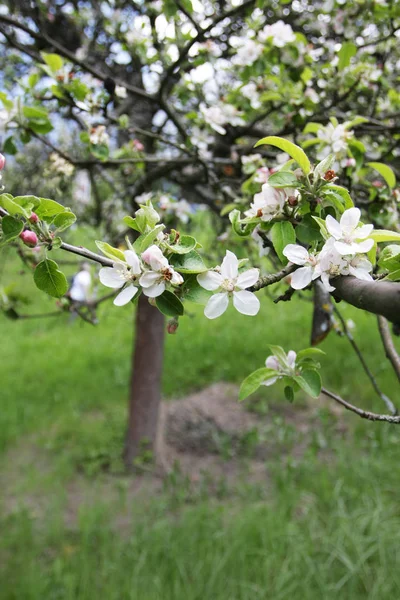 Parkta Açan Bahar Ağacının Yakın Görünümü — Stok fotoğraf