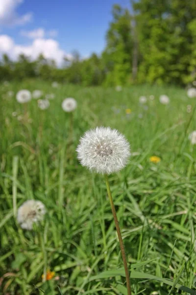 Close Uitzicht Mooie Paardebloem Het Gras — Stockfoto