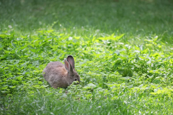 Çimenlerdeki sevimli tavşan, yakından bak.