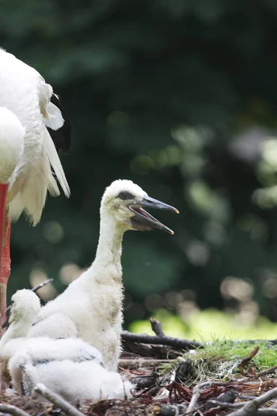 Stork Inbäddat Med Mamma Naturskön Utsikt — Stockfoto