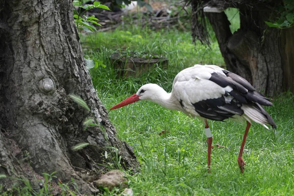 Curieuse Cigogne Regardant Derrière Arbre Vue Panoramique — Photo