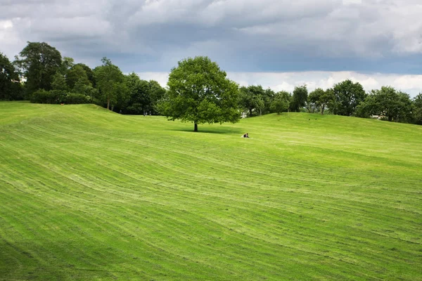 Malerischer Blick Auf Das Sommerfeld Mit Grünen Pflanzen — Stockfoto