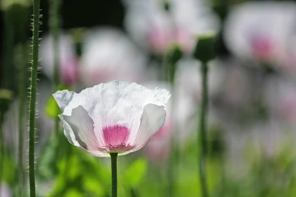 Backgorund Olarak Güzel Yabani Çiçek Yakından Görünümü — Stok fotoğraf