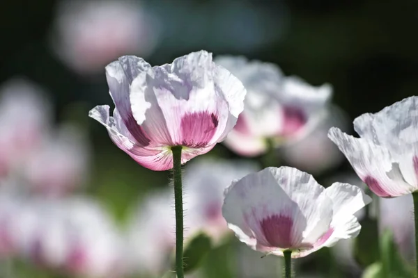 Alanında Güzel Kır Çiçekleri Yakından Görünümü — Stok fotoğraf