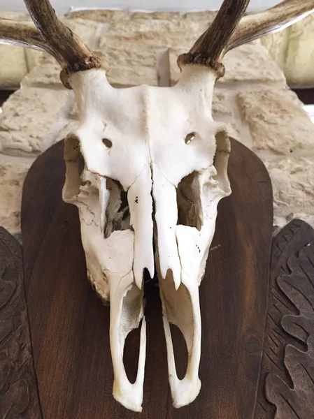 Dos Cráneo Playa Vista Panorámica —  Fotos de Stock