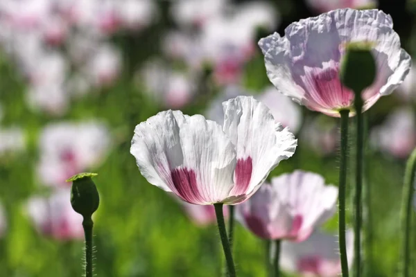 Nahaufnahme Von Schönen Wildblumen Feld — Stockfoto