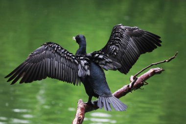 Suya karşı büyük karabatağın yakın görüntüsü