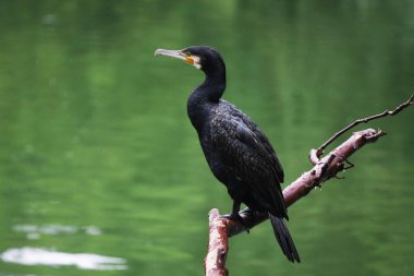 Suya karşı dalda büyük karabatağın yakın görüntüsü