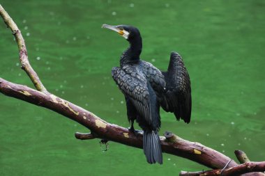 Suya karşı dalda büyük karabatağın yakın görüntüsü