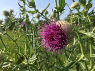  Çayırdaki mor devedikeni yakından izle