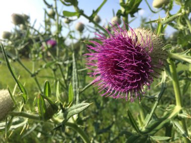  Çayırdaki mor devedikeni yakından izle