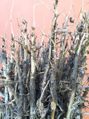  Köklerin yakın görüntüsü