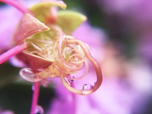 Primo Piano Vista Gocce Acqua Foglie Viola — Foto Stock