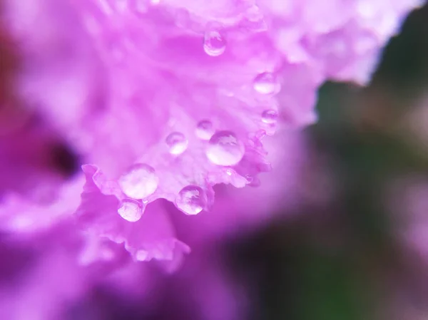 보라색 잎사귀 떨어지는 물방울을 가까이 — 스톡 사진