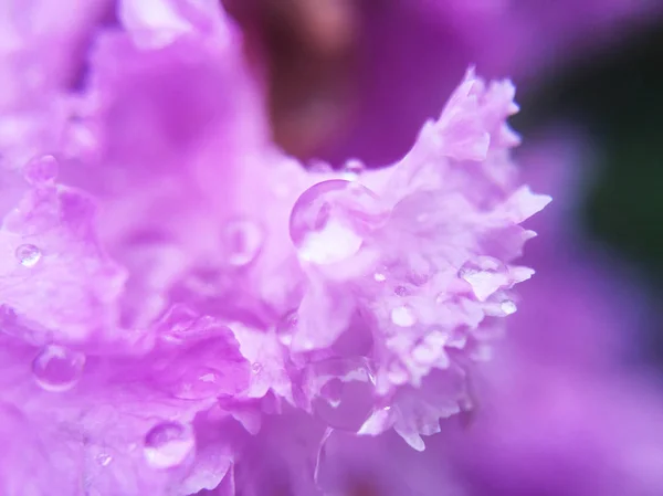 Крупним Планом Вид Краплі Води Фіолетовому Листі — стокове фото