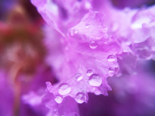 Крупним Планом Вид Краплі Води Фіолетовому Листі — стокове фото
