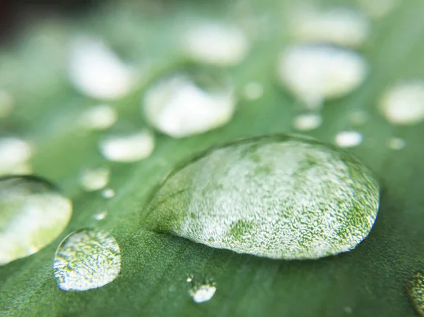 water drops on leaf macro