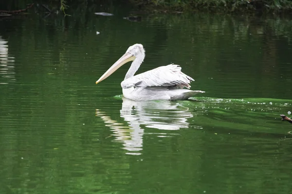 Pelicanen Groen Meer Landschappelijk Uitzicht — Stockfoto