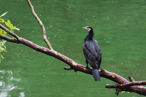 Vue Rapprochée Grand Cormoran Sur Branche Contre Eau — Photo