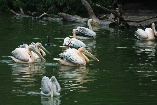 Pelicanen Groen Meer Landschappelijk Uitzicht — Stockfoto