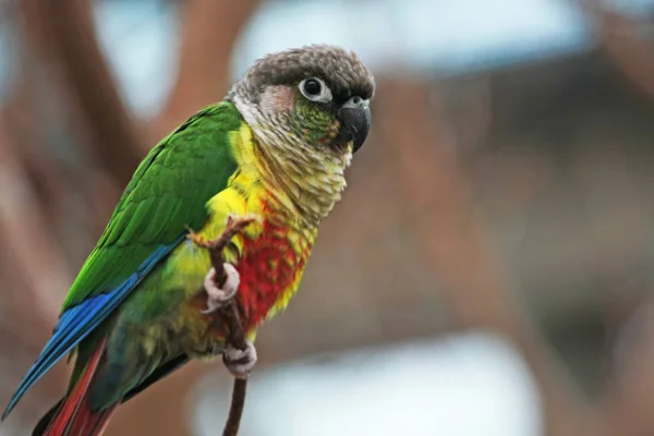 Close Uitzicht Van Kleurrijke Papegaai Tak Wazig Achtergrond — Stockfoto