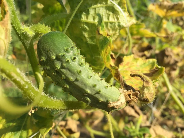  Bitkinin üzerindeki salatalığın yakın görüntüsü