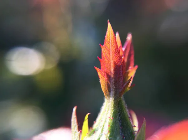 Closeup Άποψη Της Ζωντανής Τριαντάφυλλο Μπουμπούκι Μακροεντολή — Φωτογραφία Αρχείου