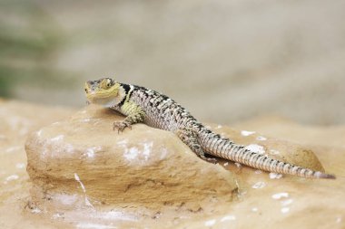 Kertenkele sürüngenlerin vahşi doğadaki yakın görüntüsü
