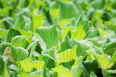 arka plan olarak yabani bitkilerin yakın görünümü