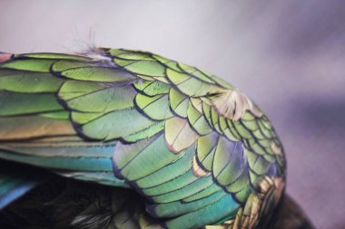  Parlak yeşil kuş kanadının yakın görüntüsü