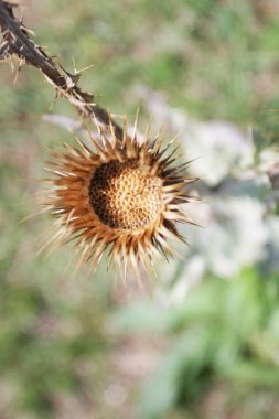 arka plan olarak yabani bitkilerin yakın görünümü