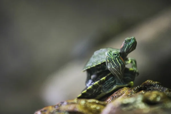 red eared slider on the back of other red eared slider