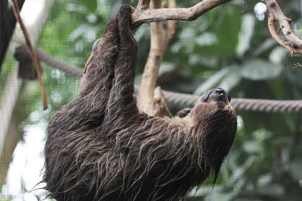 Ağaçta asılı miskin hayvan görüntüsü