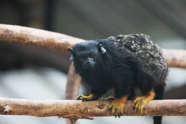 Vista Close Macaco Preto Sentado Árvore — Fotografia de Stock