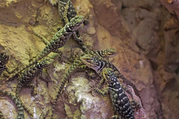 Vista Perto Répteis Lagarto Natureza Selvagem — Fotografia de Stock