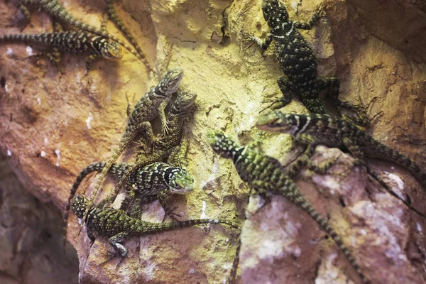 Vue Rapprochée Des Reptiles Lézards Dans Nature Sauvage — Photo