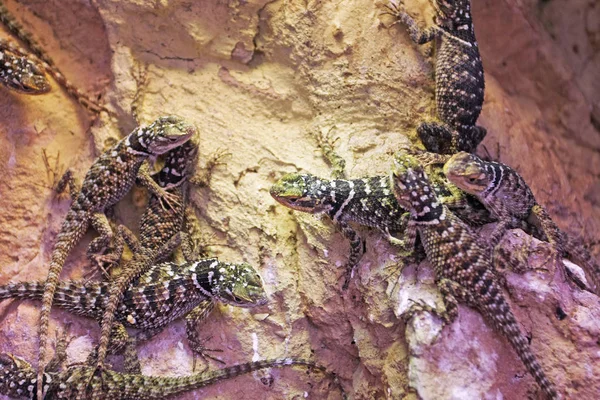 Kertenkele Sürüngenlerin Vahşi Doğadaki Yakın Görüntüsü — Stok fotoğraf