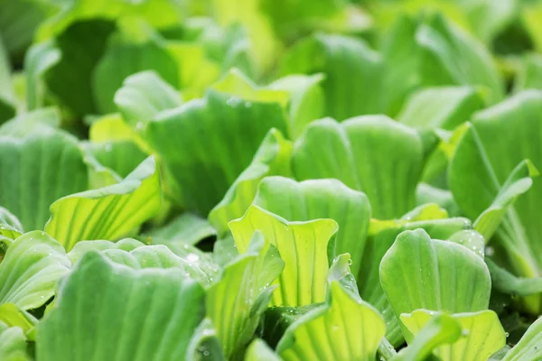 Vista Cerca Las Plantas Silvestres Como Fondo — Foto de Stock