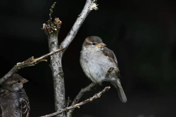 Close Zicht Van Mus Twijg — Stockfoto